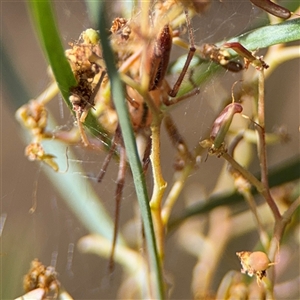 Cheiracanthium gracile at Ngunnawal, ACT - 19 Oct 2024