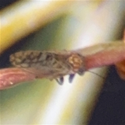 Psyllidae sp. (family) (Unidentified psyllid or lerp insect) at Ngunnawal, ACT - 18 Oct 2024 by Hejor1