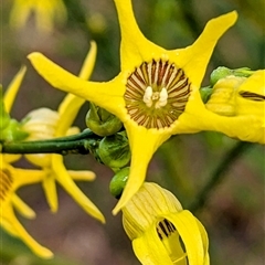 Unverified Other Shrub at Kalbarri, WA - 20 Oct 2024 by HelenCross