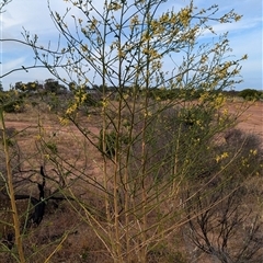 Anthocercis littorea at Kalbarri, WA - 20 Oct 2024 09:56 AM