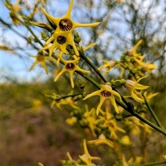 Anthocercis littorea at Kalbarri, WA - 20 Oct 2024 09:56 AM