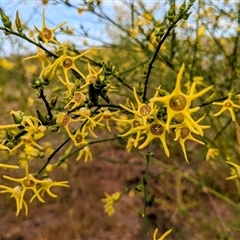 Anthocercis littorea at Kalbarri, WA - 20 Oct 2024 09:56 AM