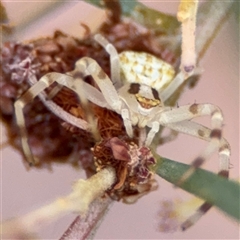 Zygometis xanthogaster (Crab spider or Flower spider) at Ngunnawal, ACT - 18 Oct 2024 by Hejor1