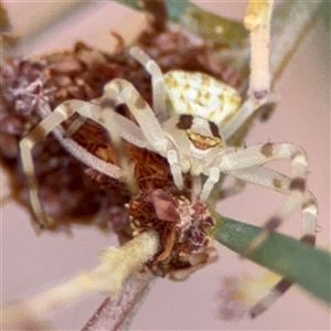 Zygometis xanthogaster at Ngunnawal, ACT - 19 Oct 2024