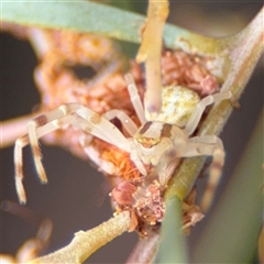 Zygometis xanthogaster at Ngunnawal, ACT - 19 Oct 2024