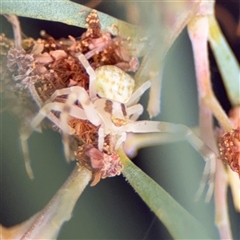 Zygometis xanthogaster at Ngunnawal, ACT - 19 Oct 2024