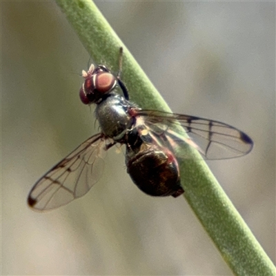 Lamprogaster sp. (genus) (A signal fly) at Ngunnawal, ACT - 18 Oct 2024 by Hejor1