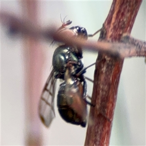 Lamprogaster sp. (genus) at Ngunnawal, ACT - 19 Oct 2024