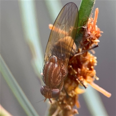 Sapromyza brunneovittata (A lauxid fly) at Ngunnawal, ACT - 19 Oct 2024 by Hejor1