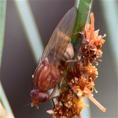 Sapromyza brunneovittata at Ngunnawal, ACT - 19 Oct 2024