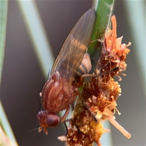 Sapromyza brunneovittata at Ngunnawal, ACT - 19 Oct 2024