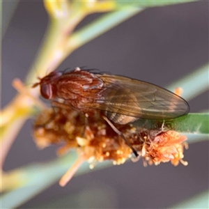 Sapromyza brunneovittata at Ngunnawal, ACT - 19 Oct 2024