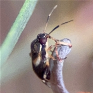 Miridae (family) at Ngunnawal, ACT - 19 Oct 2024