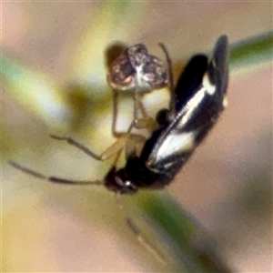 Miridae (family) at Ngunnawal, ACT - 19 Oct 2024