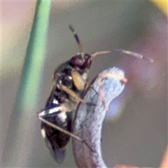 Miridae (family) at Ngunnawal, ACT - 19 Oct 2024