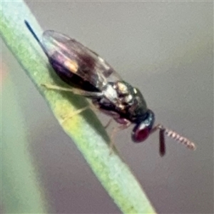 Torymidae (family) at Ngunnawal, ACT - 19 Oct 2024