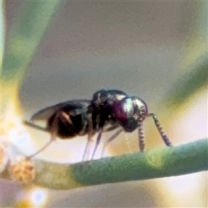 Torymidae (family) at Ngunnawal, ACT - 19 Oct 2024