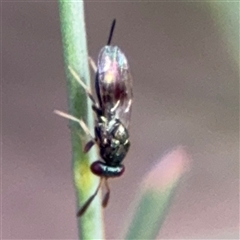 Torymidae (family) at Ngunnawal, ACT - 19 Oct 2024