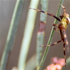 Australomisidia pilula (Lozenge-shaped Flower Spider) at Ngunnawal, ACT - 19 Oct 2024 by Hejor1