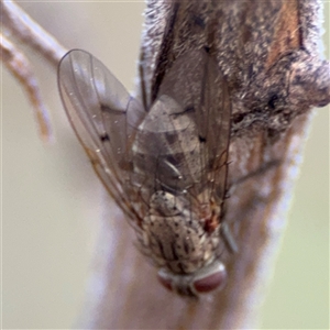 Helina sp. (genus) at Ngunnawal, ACT - 19 Oct 2024