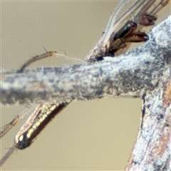 Tetragnatha demissa (Crouching Long-jawed Spider) at Ngunnawal, ACT - 19 Oct 2024 by Hejor1