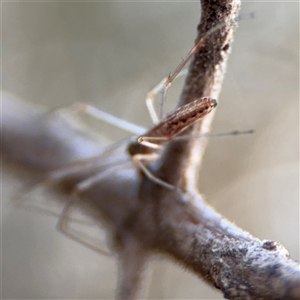 Tetragnatha demissa at Ngunnawal, ACT - 19 Oct 2024