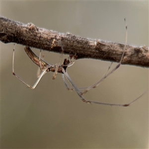 Tetragnatha demissa at Ngunnawal, ACT - 19 Oct 2024