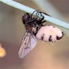 Entomophthora sp. (genus) (Puppeteer Fungus) at Ngunnawal, ACT - 19 Oct 2024 by Hejor1