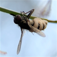 Entomophthora sp. (genus) at Ngunnawal, ACT - 19 Oct 2024