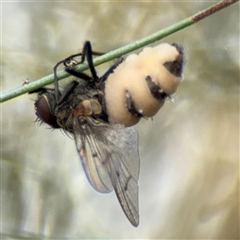 Entomophthora sp. (genus) at Ngunnawal, ACT - 19 Oct 2024