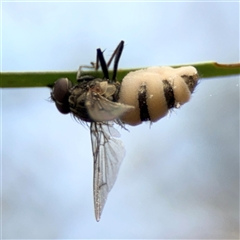 Entomophthora sp. (genus) at Ngunnawal, ACT - 19 Oct 2024