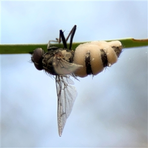 Entomophthora sp. (genus) at Ngunnawal, ACT - 19 Oct 2024