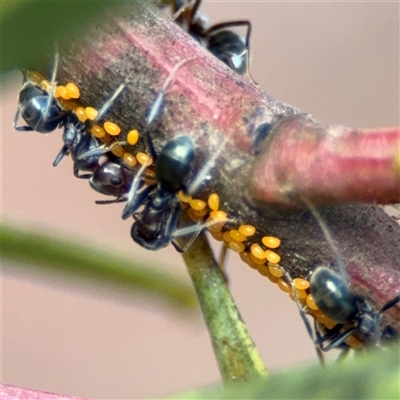 Acizzia sp. (genus) (Unidentified wattle psyllid) at Ngunnawal, ACT - 19 Oct 2024 by Hejor1
