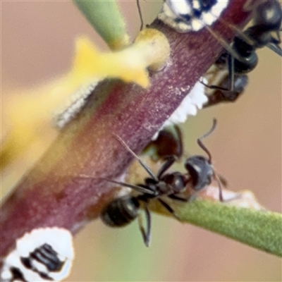 Iridomyrmex rufoniger (Tufted Tyrant Ant) at Ngunnawal, ACT - 19 Oct 2024 by Hejor1