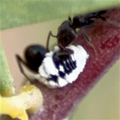 Melanococcus albizziae (Acacia Mealybug) at Ngunnawal, ACT - 18 Oct 2024 by Hejor1