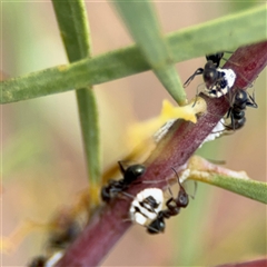 Melanococcus albizziae at Ngunnawal, ACT - 19 Oct 2024