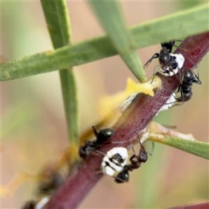 Melanococcus albizziae at Ngunnawal, ACT - 19 Oct 2024