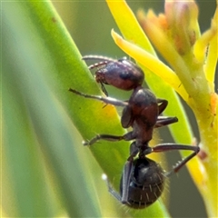 Camponotus sponsorum at Ngunnawal, ACT - 18 Oct 2024 by Hejor1