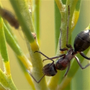 Camponotus sponsorum at Ngunnawal, ACT - 19 Oct 2024