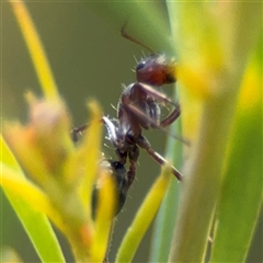 Camponotus sponsorum at Ngunnawal, ACT - 19 Oct 2024 09:52 AM