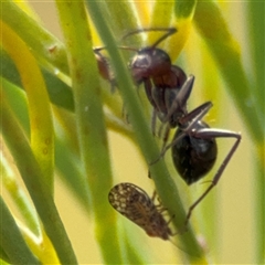 Camponotus sponsorum at Ngunnawal, ACT - 19 Oct 2024