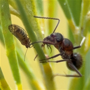 Camponotus sponsorum at Ngunnawal, ACT - 19 Oct 2024