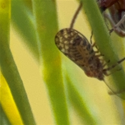 Psyllidae sp. (family) (Unidentified psyllid or lerp insect) at Ngunnawal, ACT - 19 Oct 2024 by Hejor1