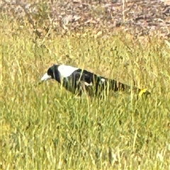 Gymnorhina tibicen (Australian Magpie) at Ngunnawal, ACT - 18 Oct 2024 by Hejor1