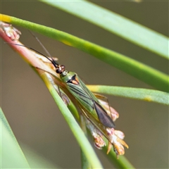 Austromiris viridissimus (Austromiris viridissimus) at Ngunnawal, ACT - 19 Oct 2024 by Hejor1