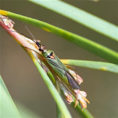 Austromiris viridissimus (Austromiris viridissimus) at Ngunnawal, ACT - 19 Oct 2024 by Hejor1