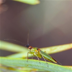 Austromiris viridissimus at Ngunnawal, ACT - 19 Oct 2024