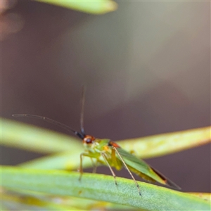 Austromiris viridissimus at Ngunnawal, ACT - 19 Oct 2024 09:52 AM