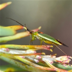 Austromiris viridissimus at Ngunnawal, ACT - 19 Oct 2024 09:52 AM