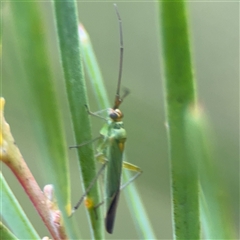 Austromiris viridissimus at Ngunnawal, ACT - 19 Oct 2024 09:52 AM